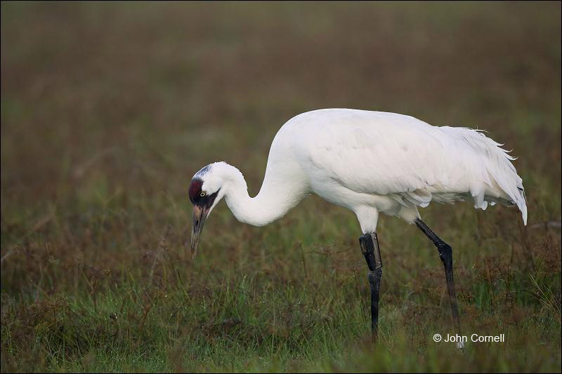 Whooping Crane;Crane;Florida;Southeast USA;Grus americana;Endangered Species;One;avifauna;bird;birds;feather;feathered;feathers;nature;outdoor;outdoors;wild;wilderness;wildlife;color photograph;color image;natural